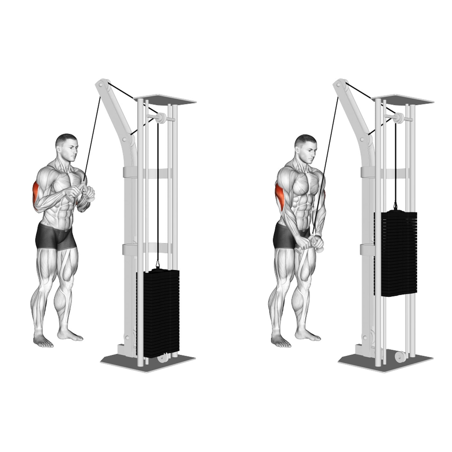 tricep handle pushdown